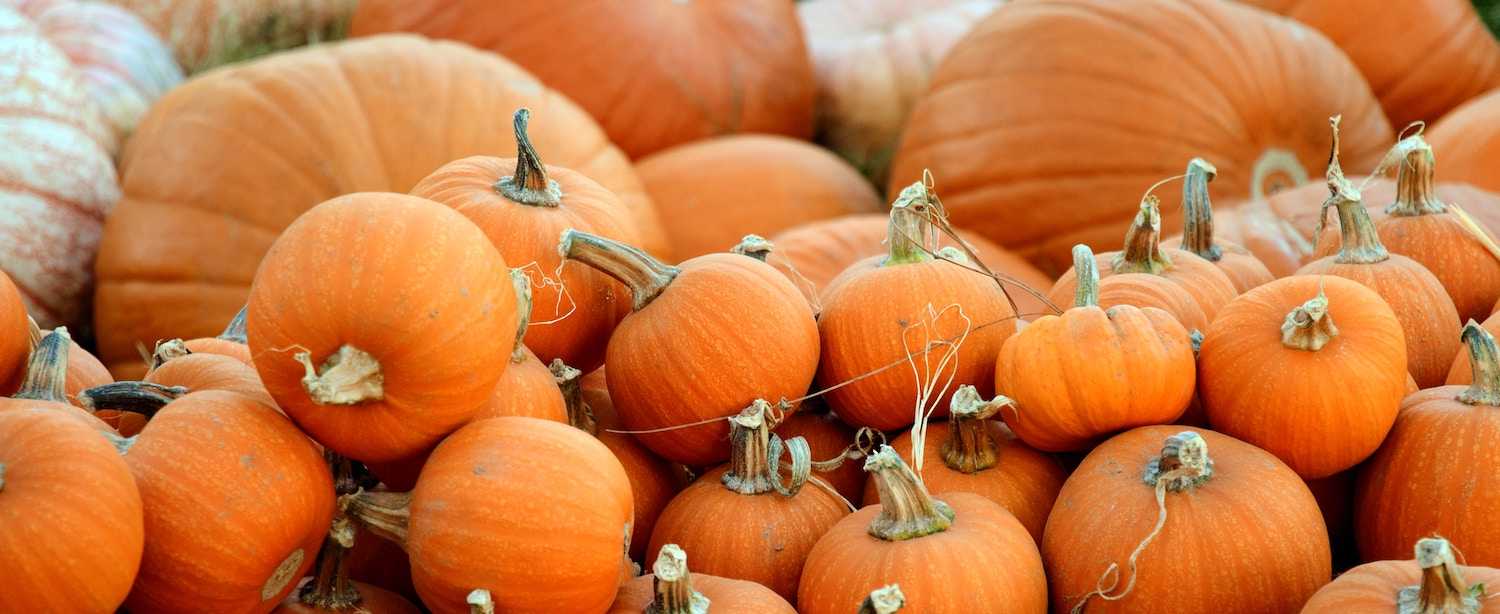 Annual Down Syndrome Pumpkin Sale
