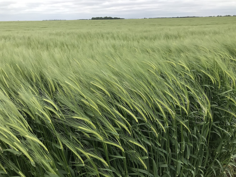Barley