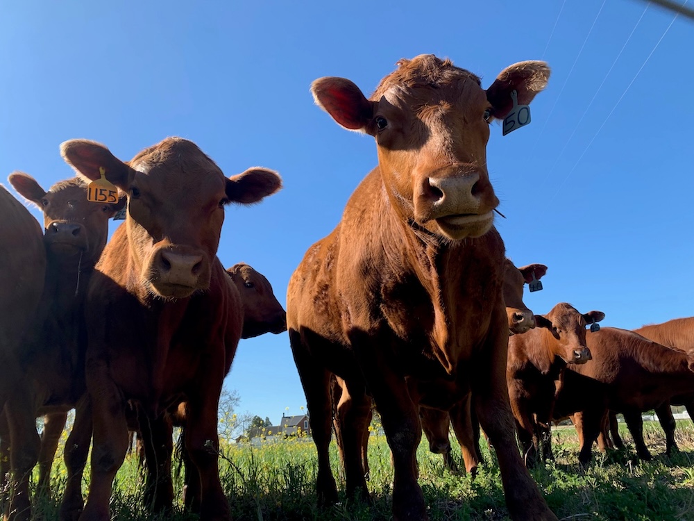100% Grass-fed Beef