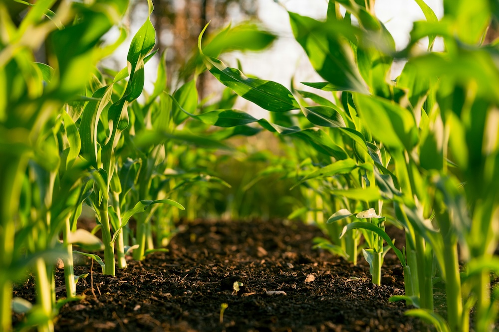 Corn
