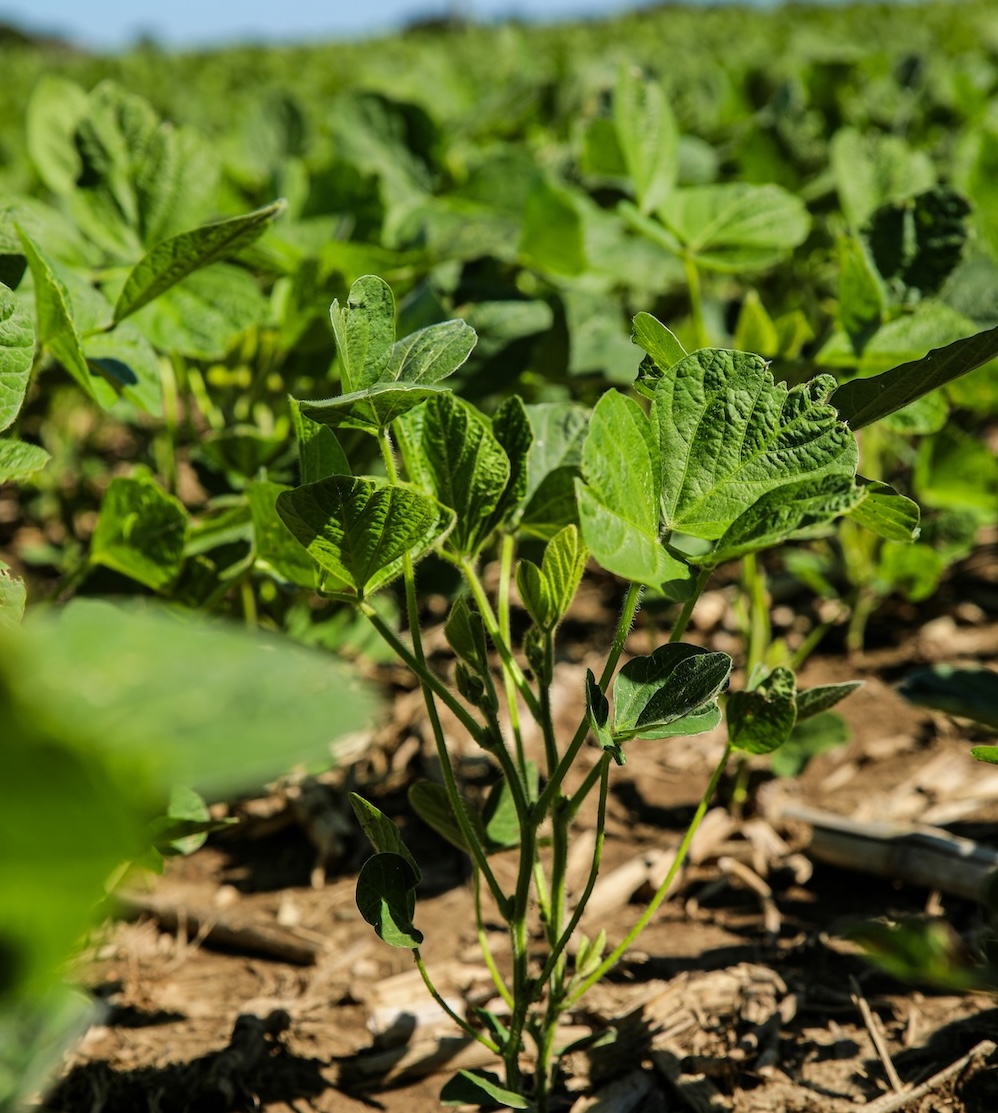Soybeans