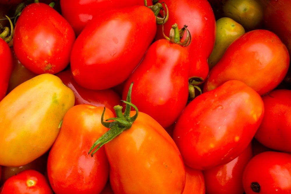 Processing Tomatoes
